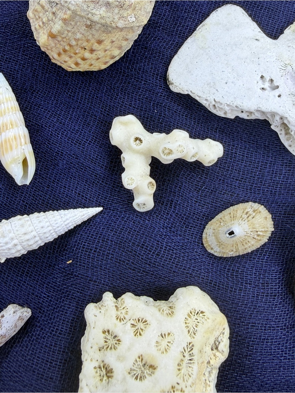 FREE CORAL WITH ANY PURCHASE